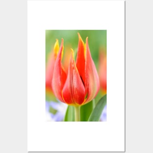 Tulipa schrenkii  Miscellaneous tulip Posters and Art